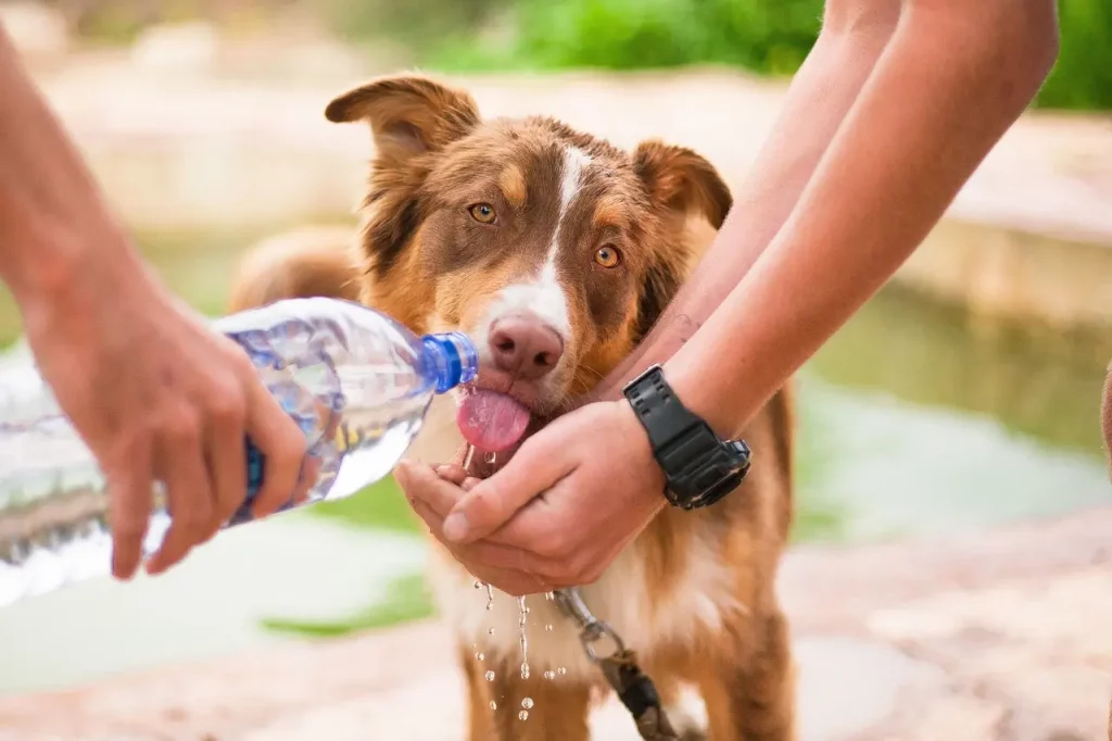 Psi a voda - moc i málo škodí
